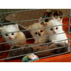 ragdoll x turkse angora kittens