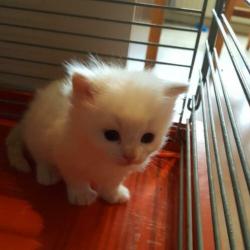 ragdoll x turkse angora kittens