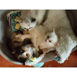 ragdoll x turkse angora kittens