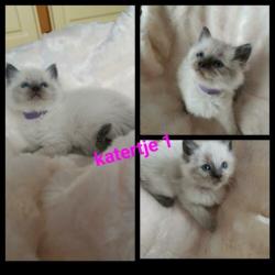 Prachtige liefdevolle ragdoll blue point kittens??