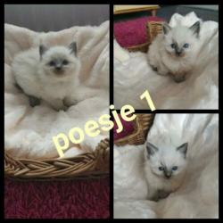 Prachtige liefdevolle ragdoll blue point kittens??