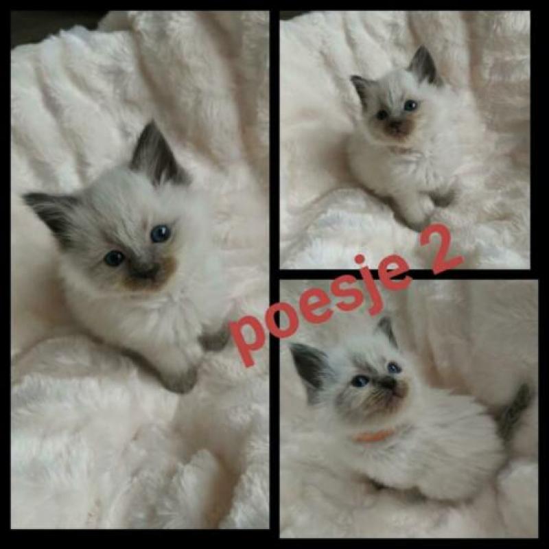 Prachtige liefdevolle ragdoll blue point kittens??