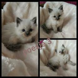 Prachtige liefdevolle ragdoll blue point kittens??