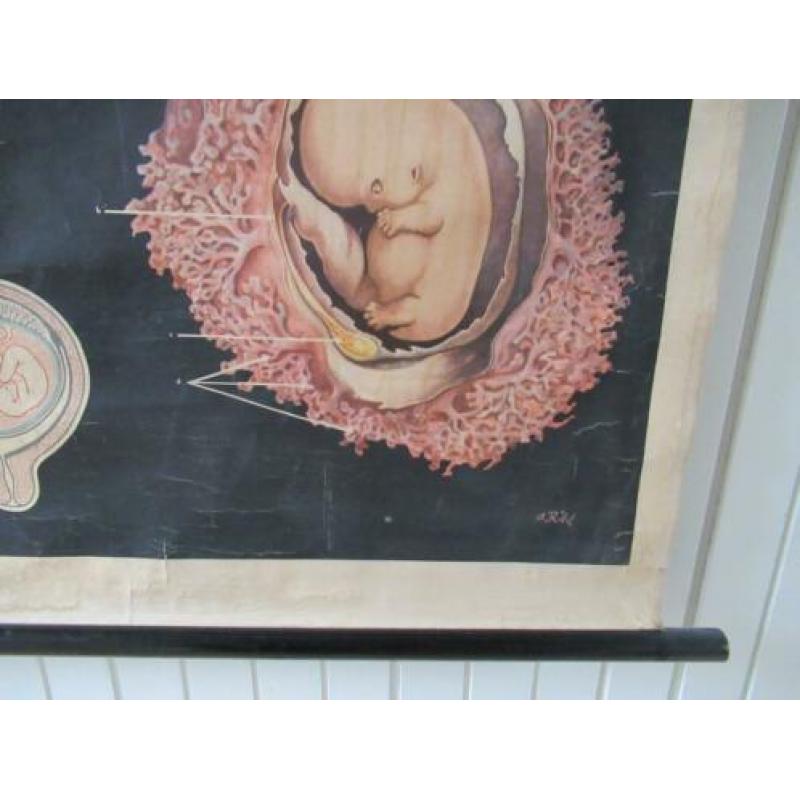 Schoolkaart M. Rohl Embryo, Bevruchting, Foetus